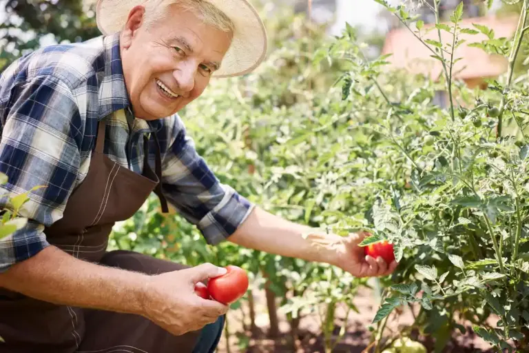 senior gardener czech lush vegetable garden organic