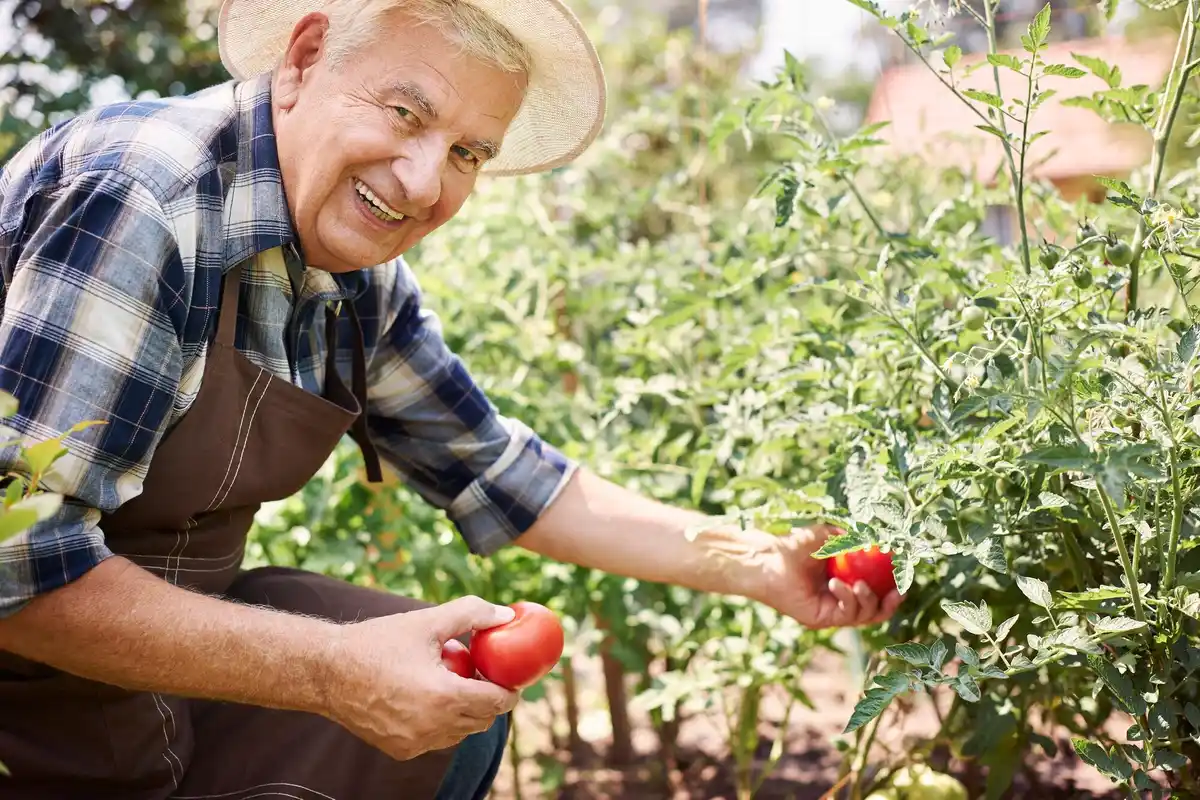 senior gardener czech lush vegetable garden organic