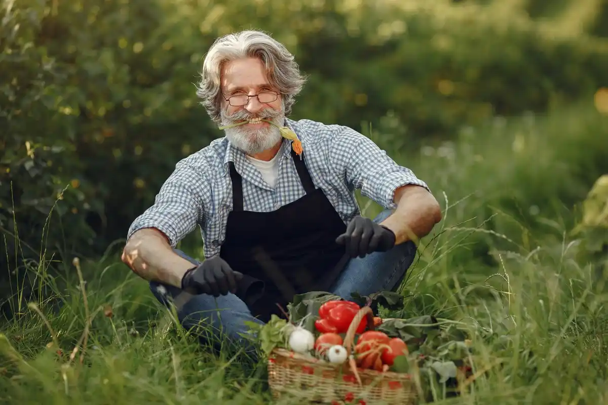 old gardener working in organic vegetable garden czech