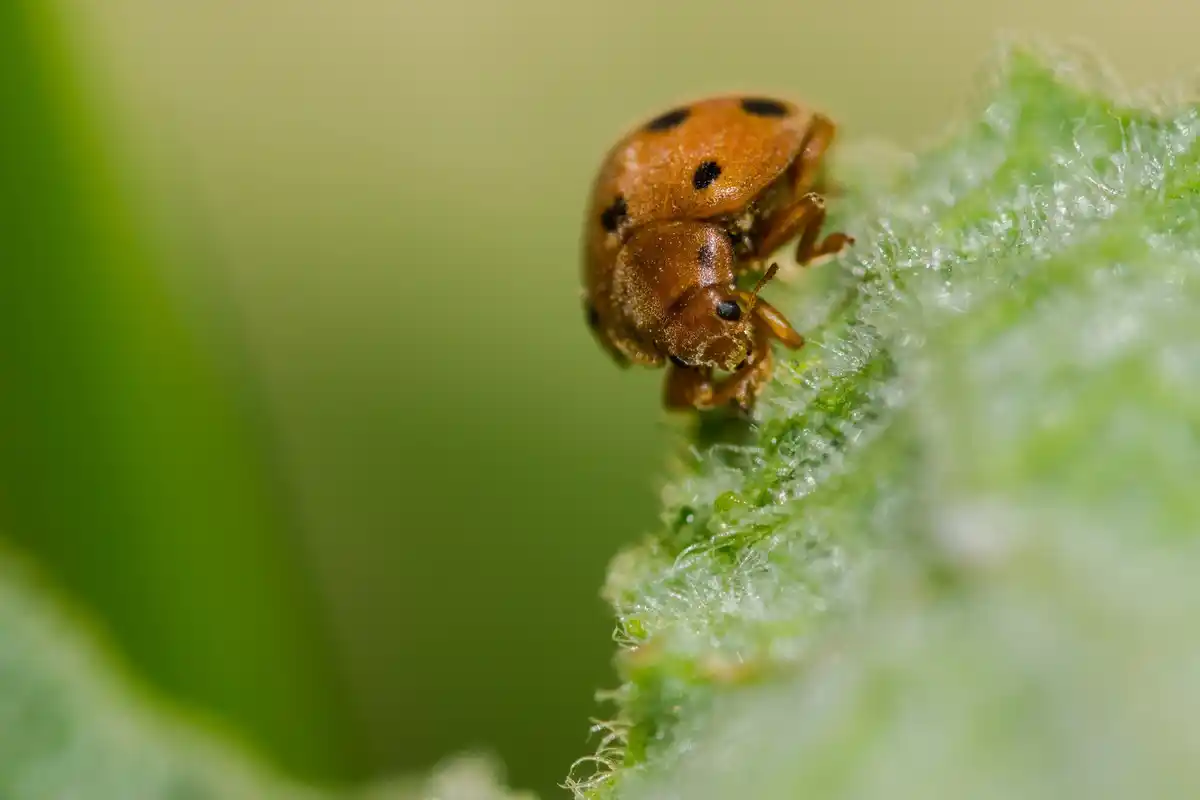 ladybug eating aphids on cucumber plant