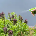 homemade aphid remedy garden solution macro
