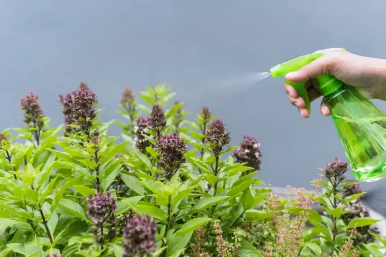 homemade aphid remedy garden solution macro