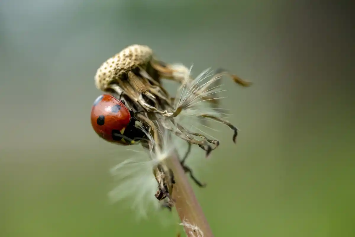 ladybug aphids garden macro
