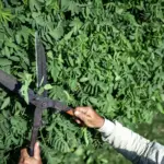 medium price gardening pruning shears Czech garden