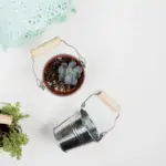 used tea bags for plant care indoor flowerpot