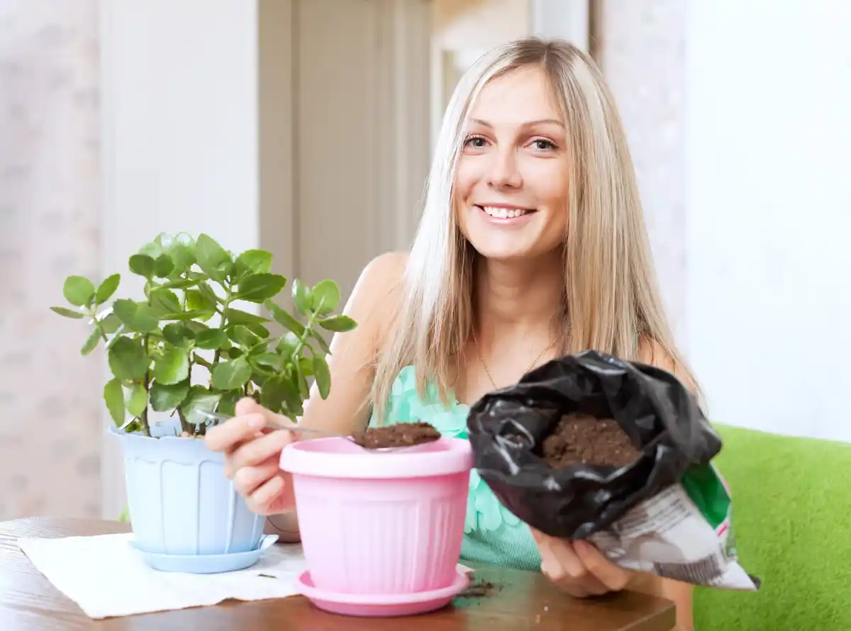 used tea bags as plant fertilizer in indoor flowerpots