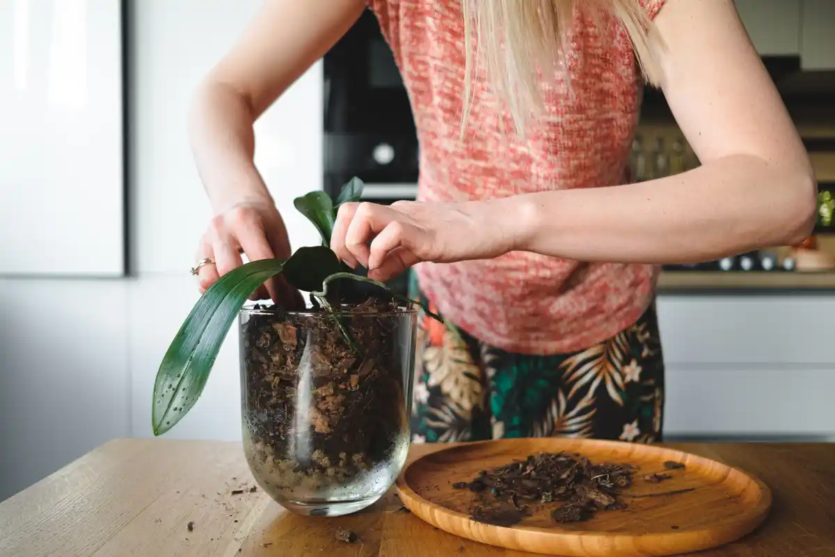 reviving wilted houseplants with tea bags hack