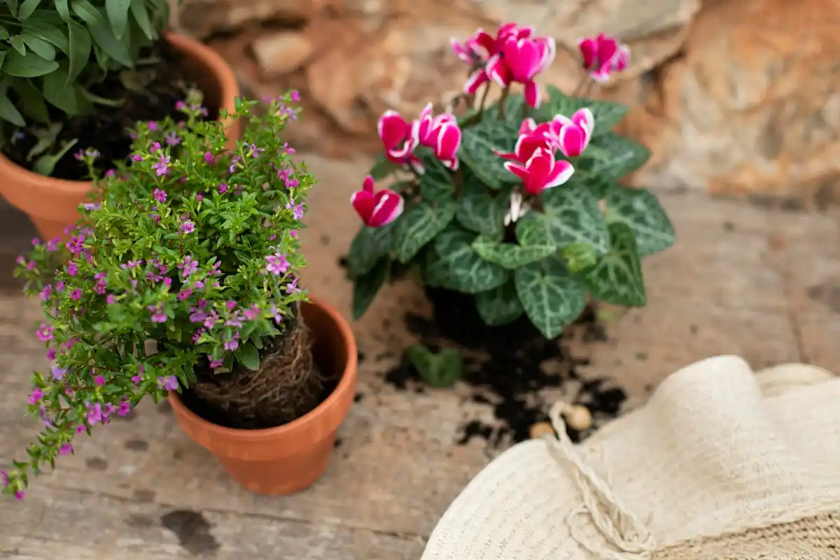 repurposed flower pots garden Czech backyard