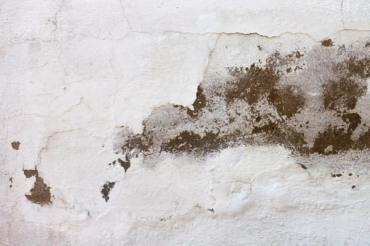 closeup mold on wall apartment Czech Republic