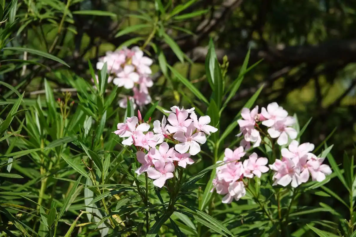 Oleander poisonous plant backyard Czech