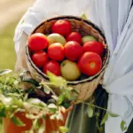 grandmother harvest tomatoes old village czech tradition