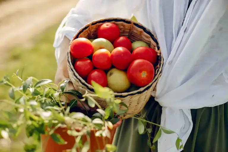 grandmother harvest tomatoes old village czech tradition