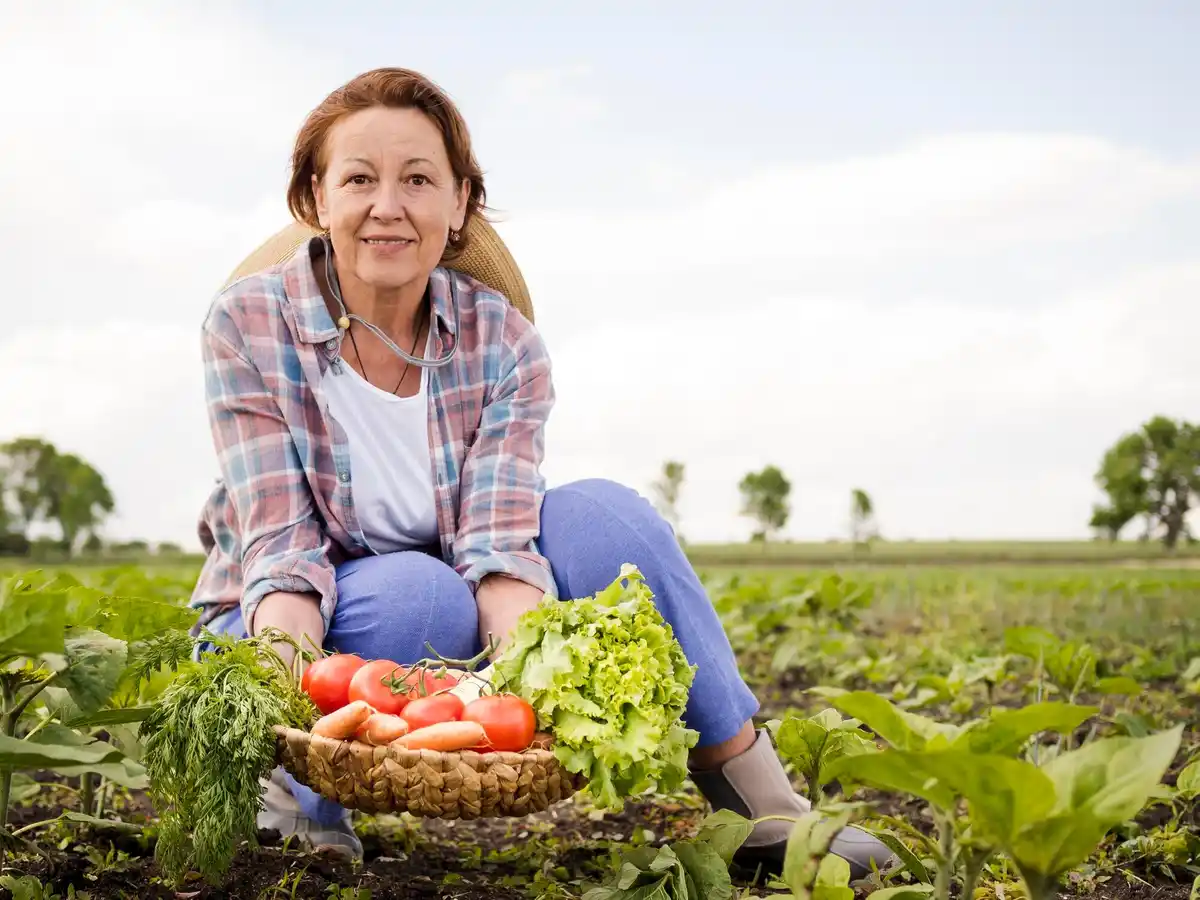 czech grandmother harvesting tomatoes garden village