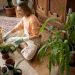 wilting houseplants winter Czech apartment