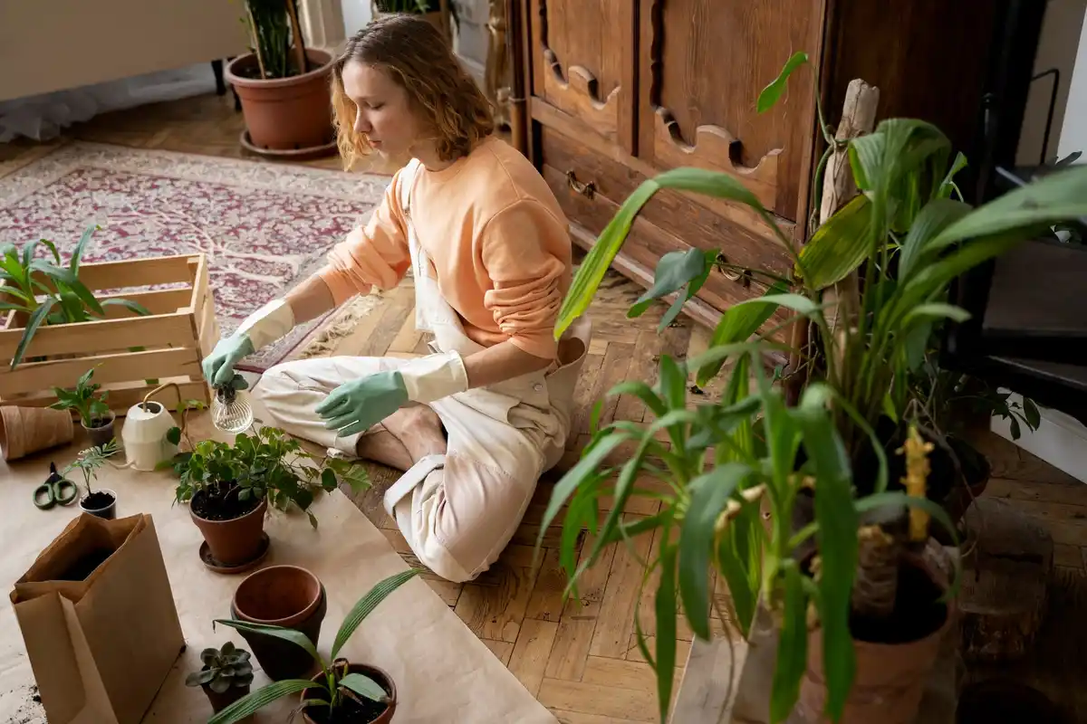 wilting houseplants winter Czech apartment