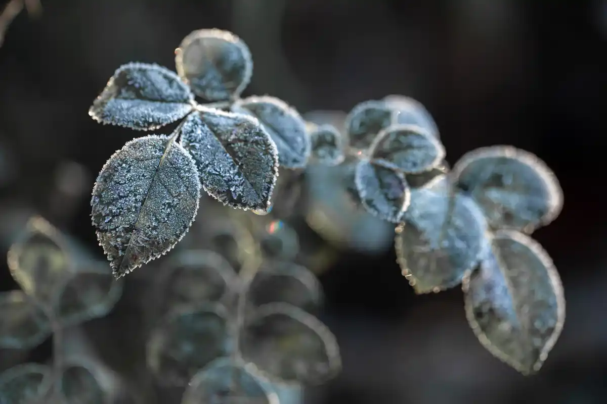 houseplants cold air radiator mist Czech winter evening