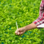 soil pH error vegetable plants czech garden