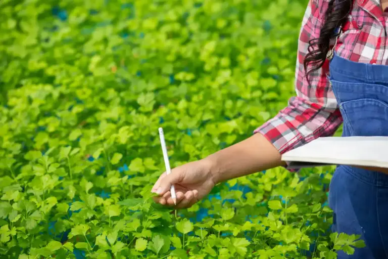 soil pH error vegetable plants czech garden