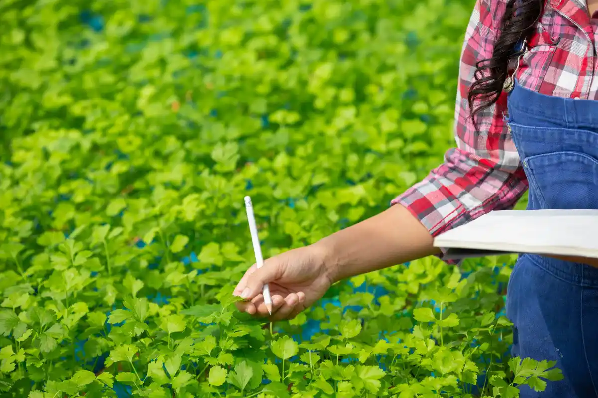 soil pH error vegetable plants czech garden