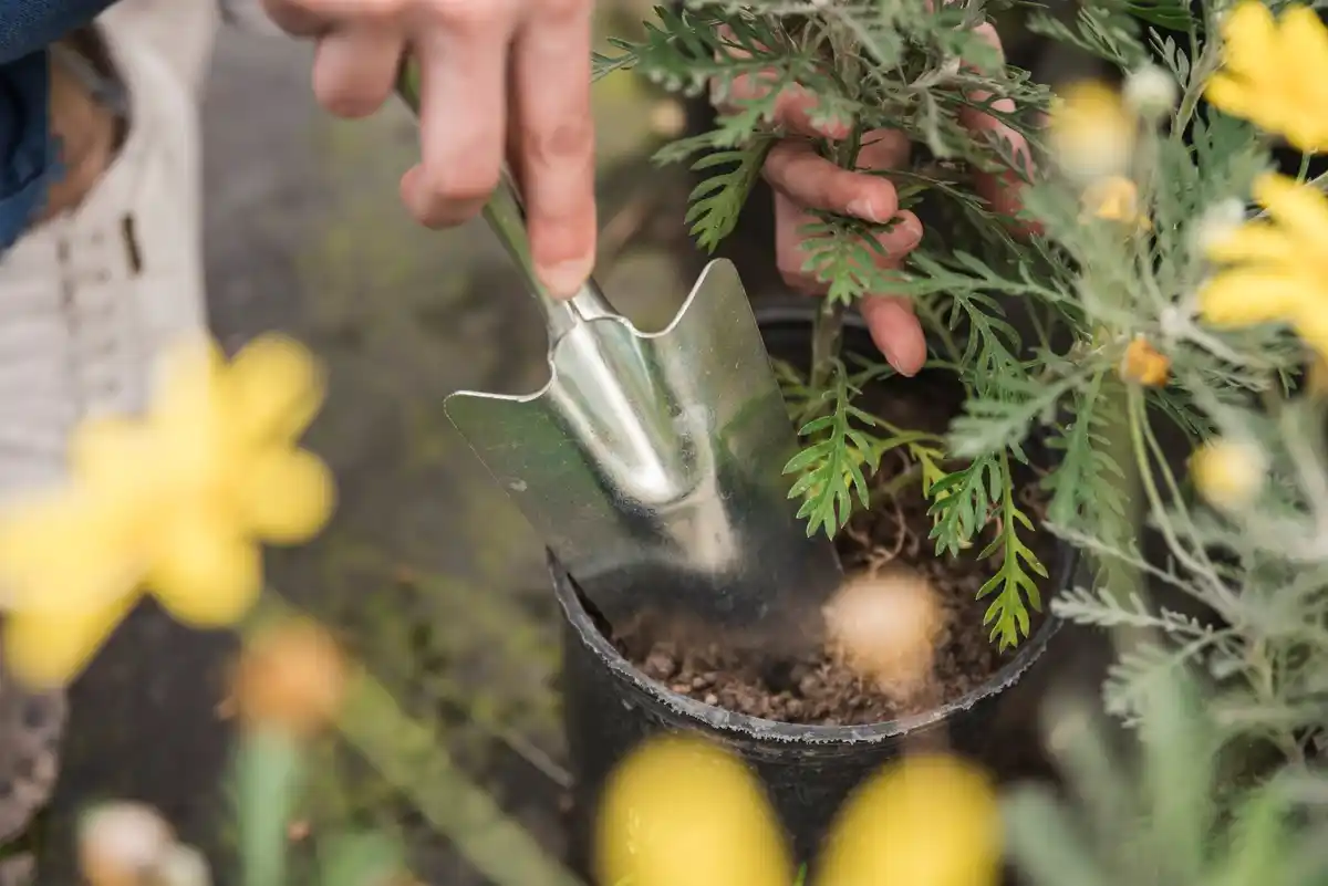 soil pH meter testing in vegetable garden close up
