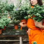 feng shui greenhouse orientation garden czech vegetables
