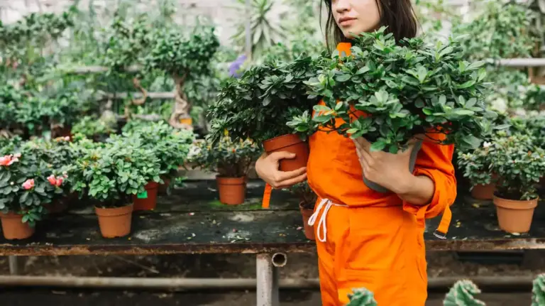 feng shui greenhouse orientation garden czech vegetables