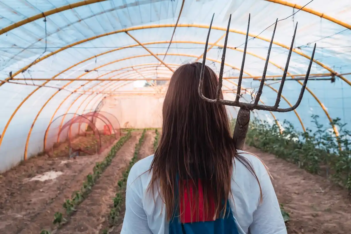 czech greenhouse vegetable harvest healthy sunny