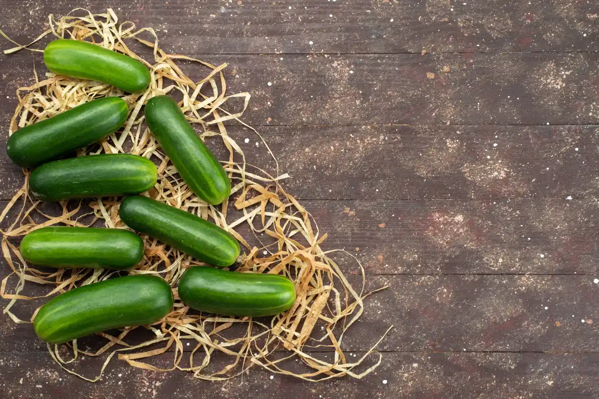 cucumbers and tomatoes growing together in czech garden
