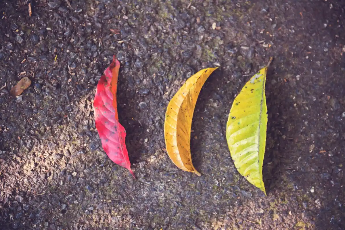 wrong autumn lawn fertilization damage