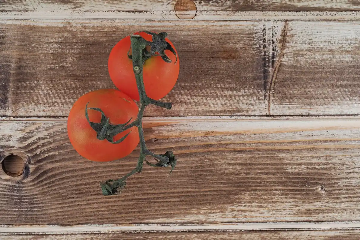 rotting tomatoes on kitchen table closeup