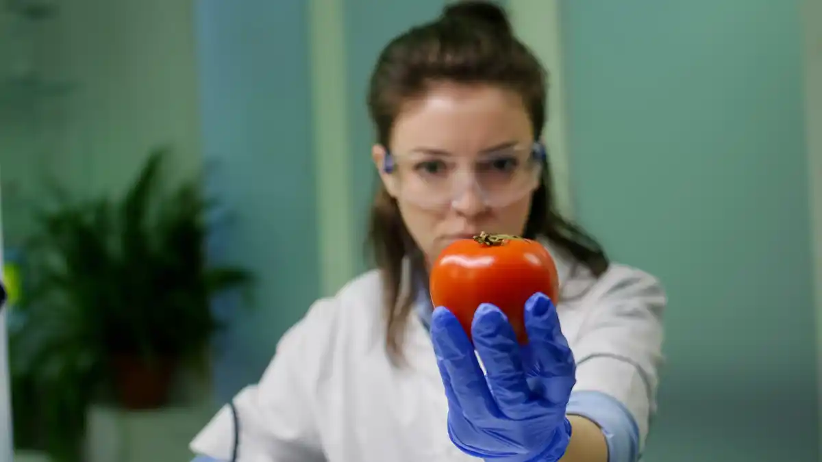 tomato plant soil pH test