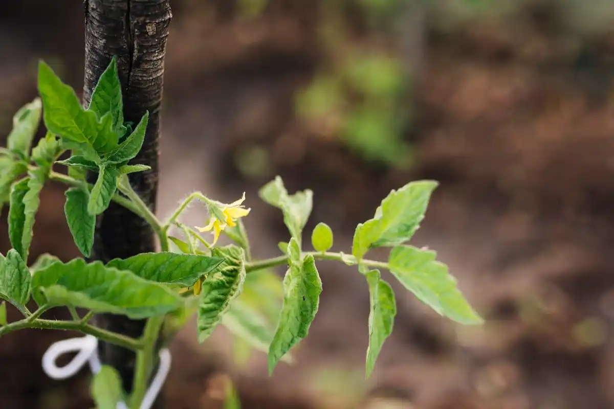 tomato plant soil analysis garden closeup