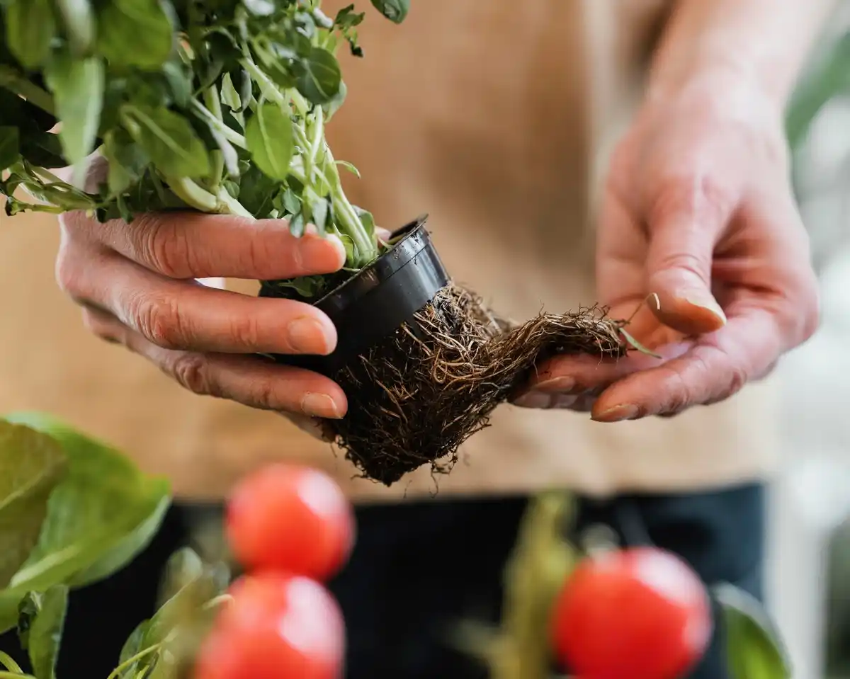 adjusting soil ph in vegetable garden tomatoes