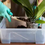 repotting houseplants mistake winter