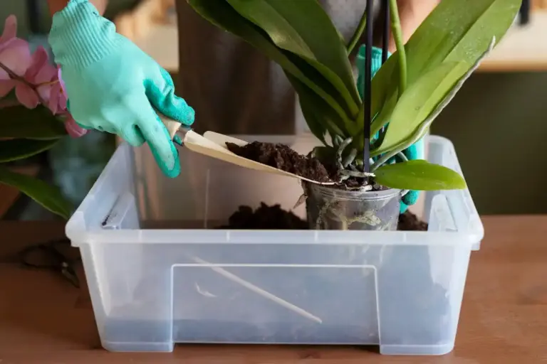 repotting houseplants mistake winter