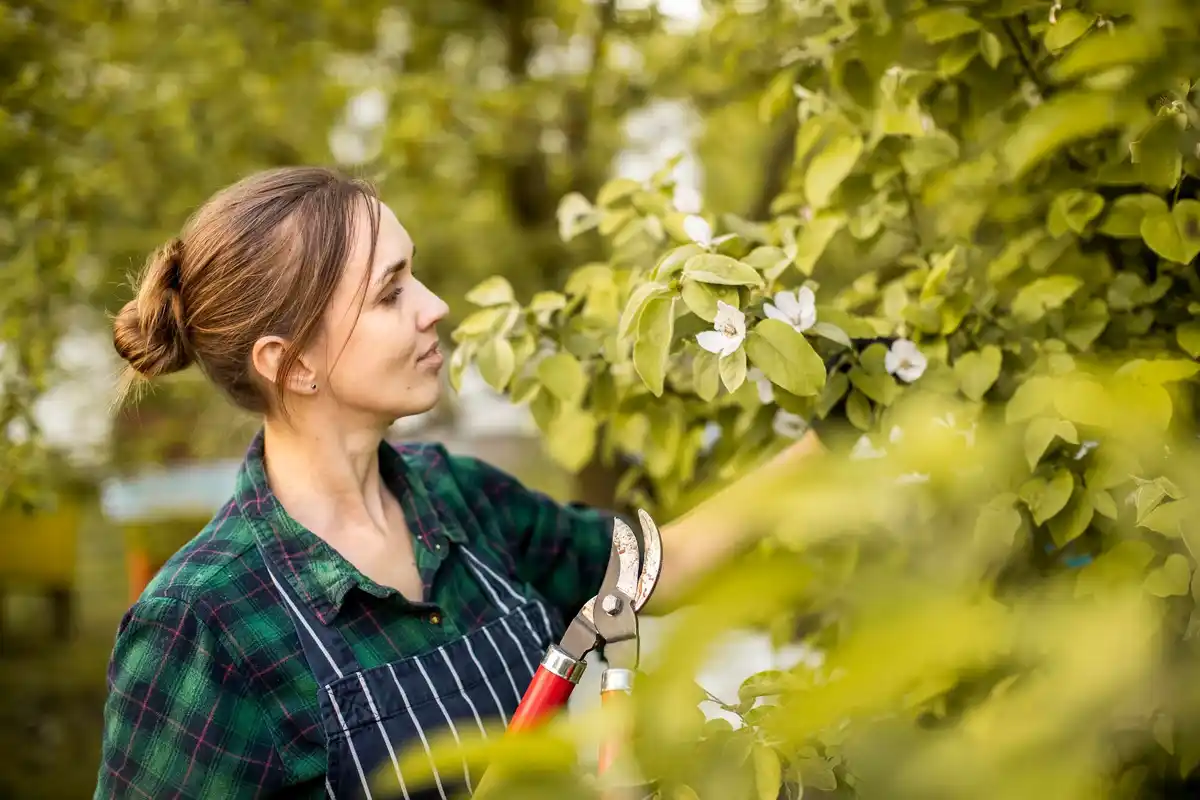 watering fruit trees Czech garden morning