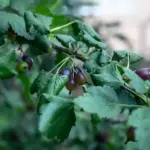 modern gooseberry bush Czech garden