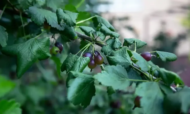 modern gooseberry bush Czech garden