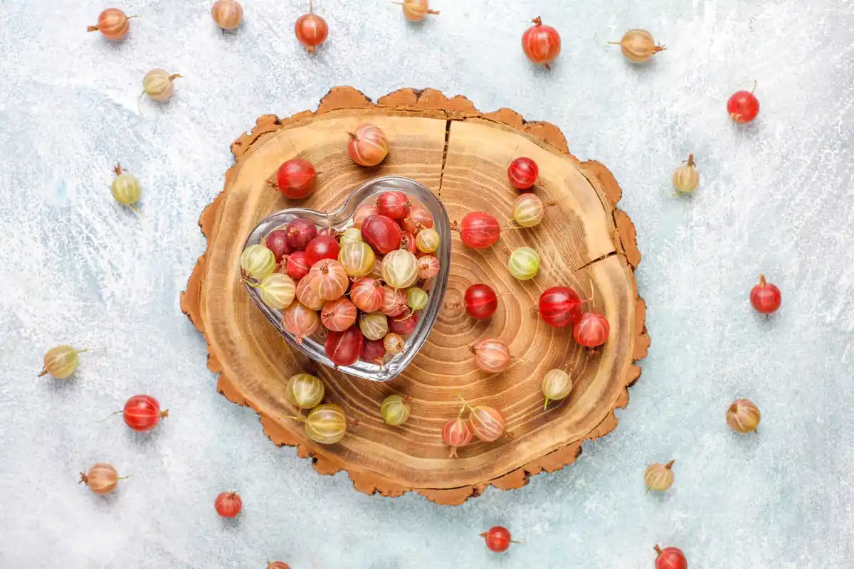 fresh gooseberries in Czech garden closeup