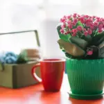 coffee grounds on soil with houseplants Czech apartment