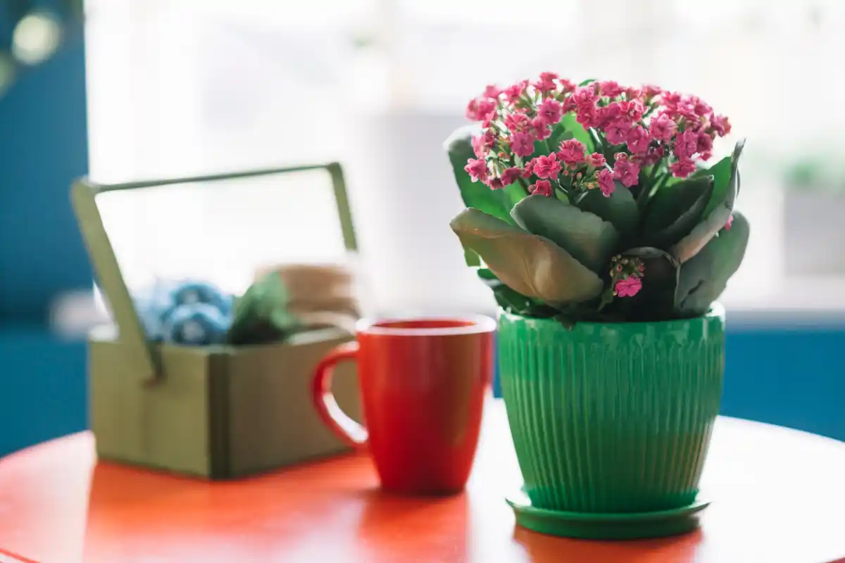 coffee grounds on soil with houseplants Czech apartment