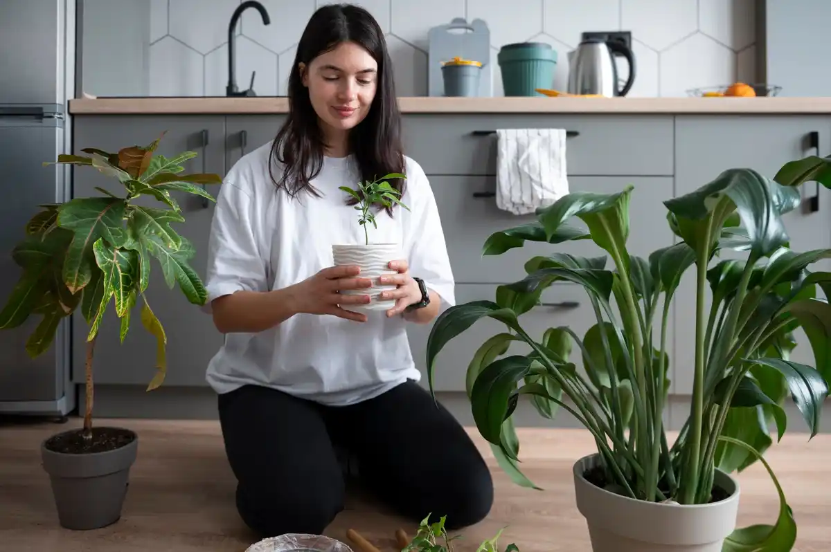 coffee grounds indoor plants