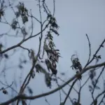 fruit tree planting by moon phases czech