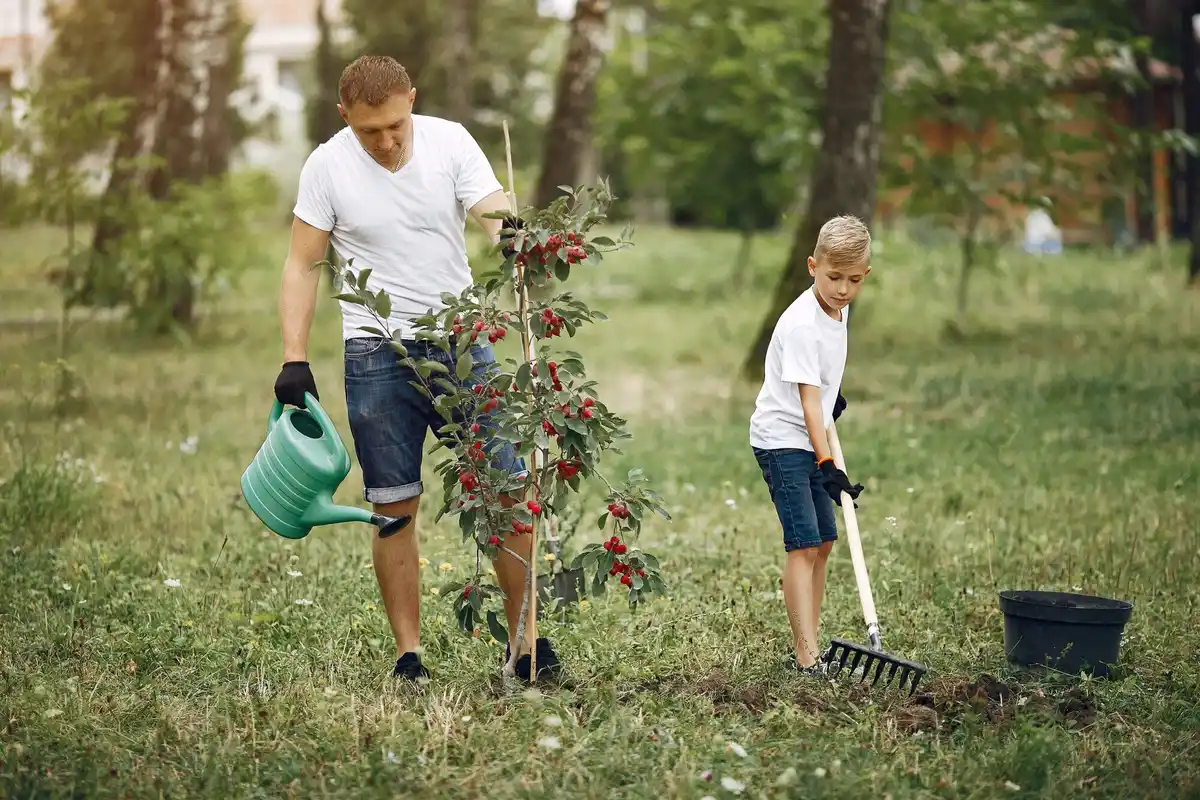 czech gardener planting young fruit tree in orchard