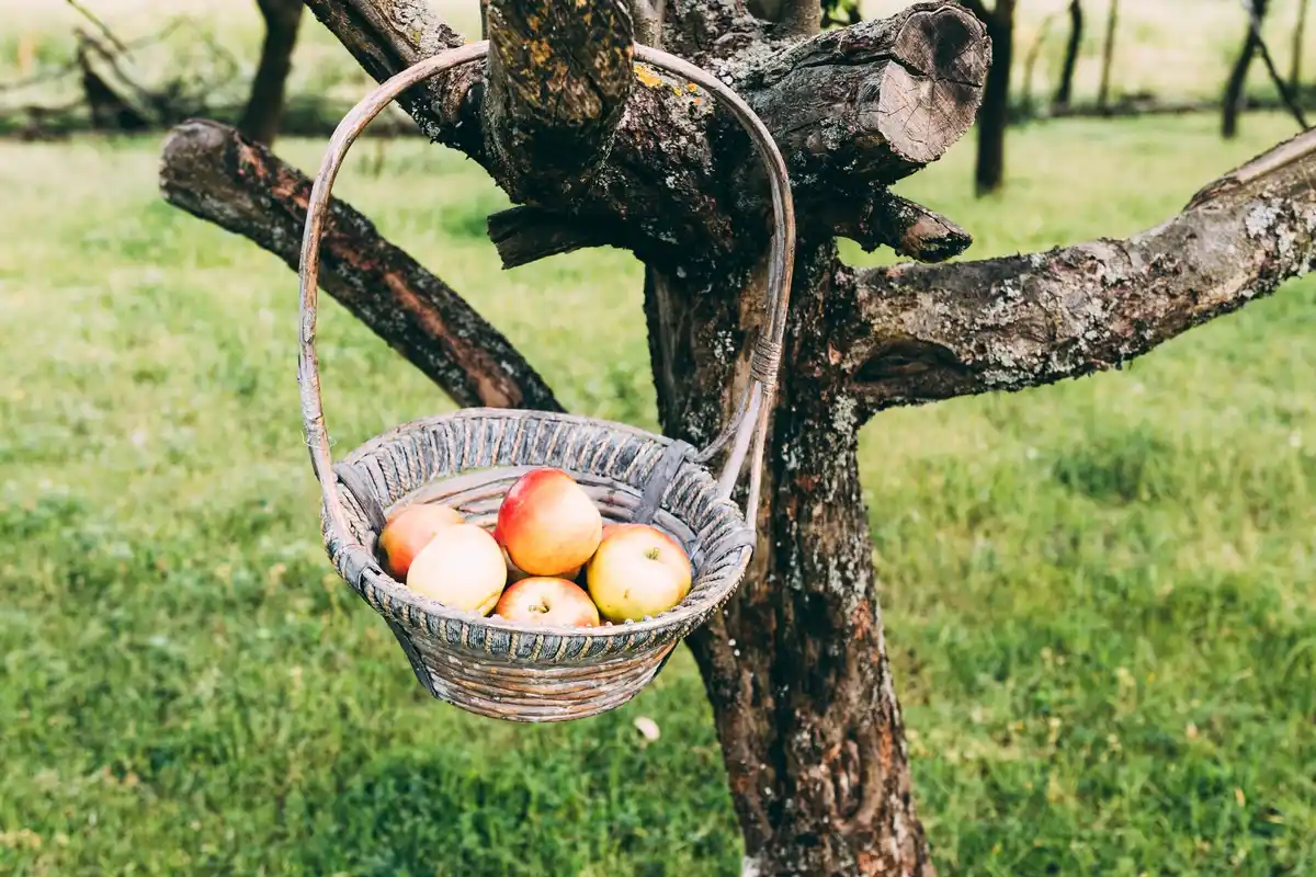 egg shells around fruit tree base Czech garden