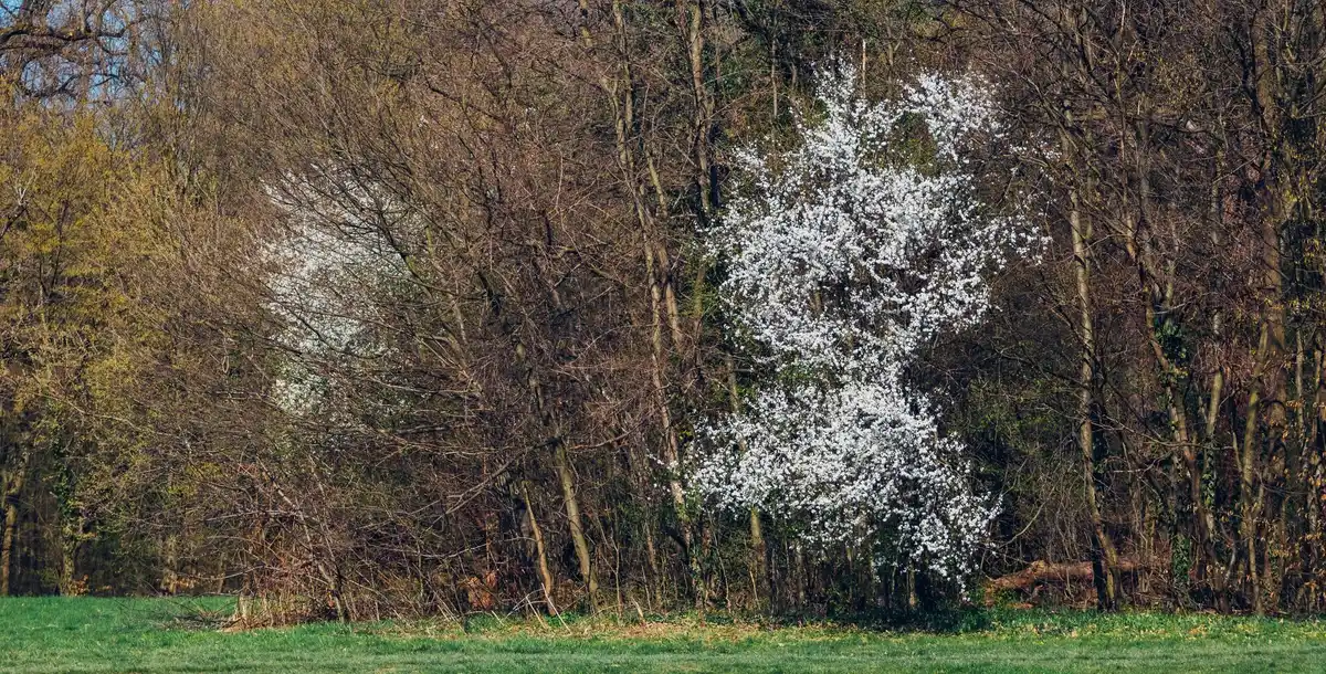 fruit trees with eggshell mulch Czech countryside spring