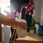 orchid bedroom sleep problem