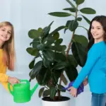 toxic houseplants children safety czech home