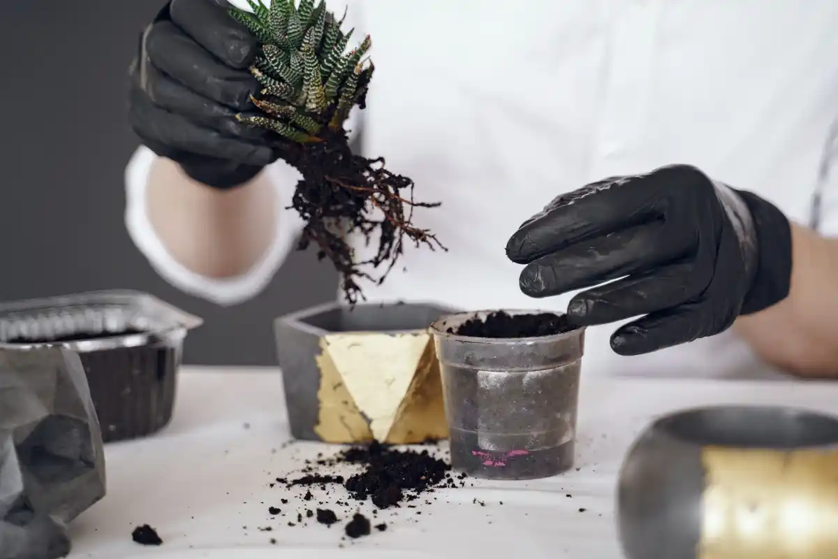 pouring used coffee grounds into potted houseplant, Czech style