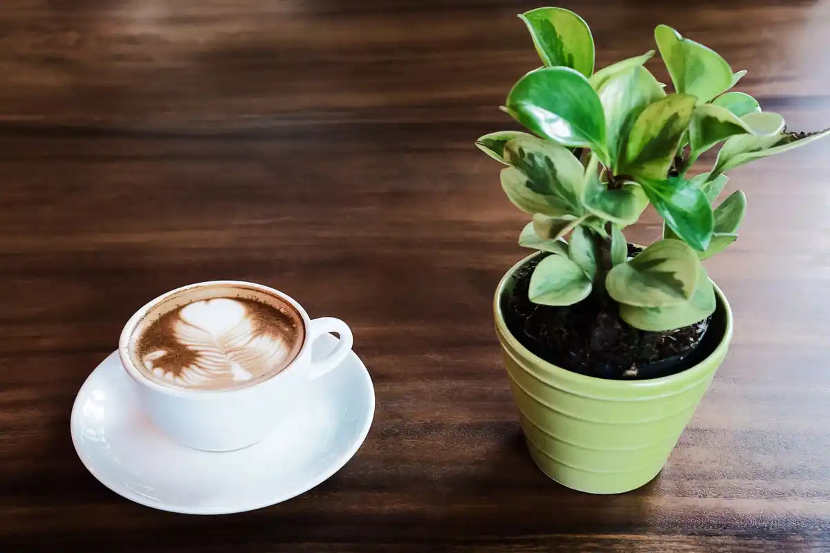 Czech indoor plants with coffee grounds in the soil